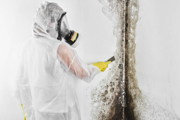 Best Emergency Mold Remediation in Tooele, UT