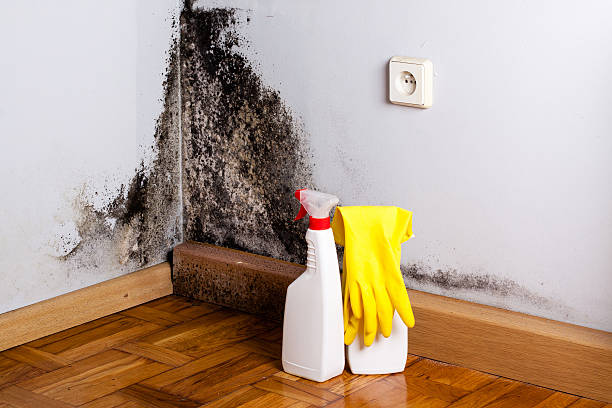 Best Black Mold Remediation in Tooele, UT